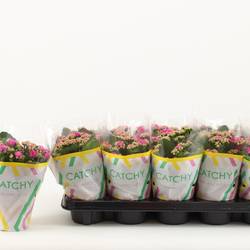Kalanchoe Gef. dunkel rosa Catchy Season T10,5 H023