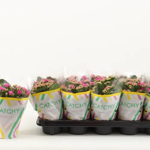 Kalanchoe Gef. dunkel rosa Catchy Season T10,5 H023