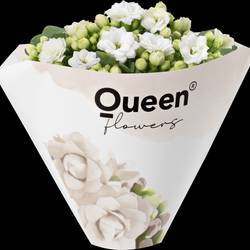 Kalanchoe gef. weiss mini T06 H008