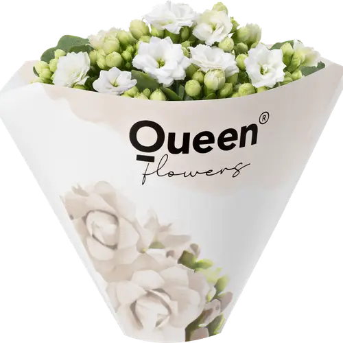 Kalanchoe gef. weiss mini T06 H008