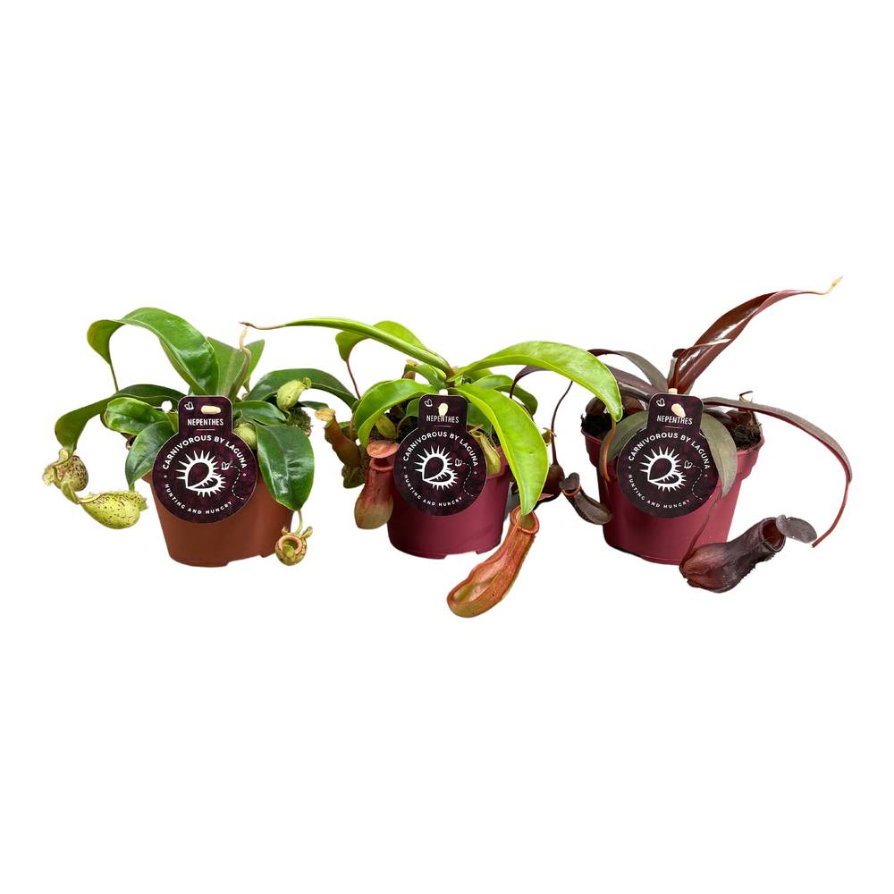 Nepenthes mix T12 H017