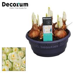 Narzisse 7er weiss Bridal Crown Schale T16 H015