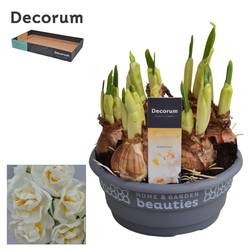 Narzisse 7er weiss Bridal Crown Schale T16 H015