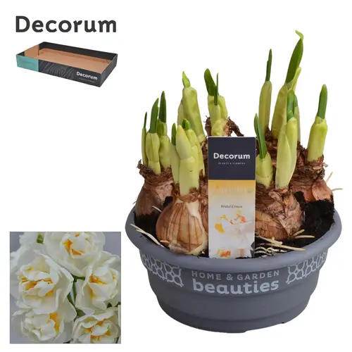 Narzisse 7er weiss Bridal Crown Schale T16 H015