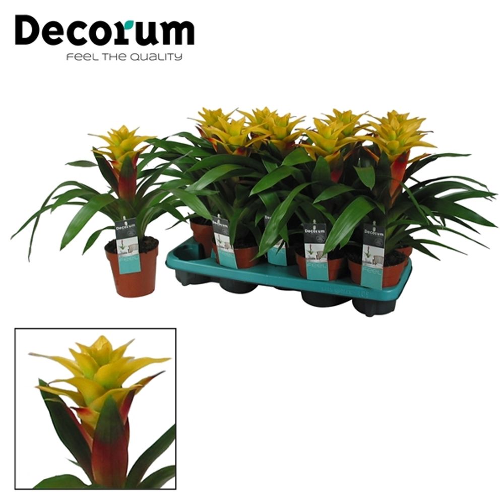 Guzmania gelb Fancy T13 H40