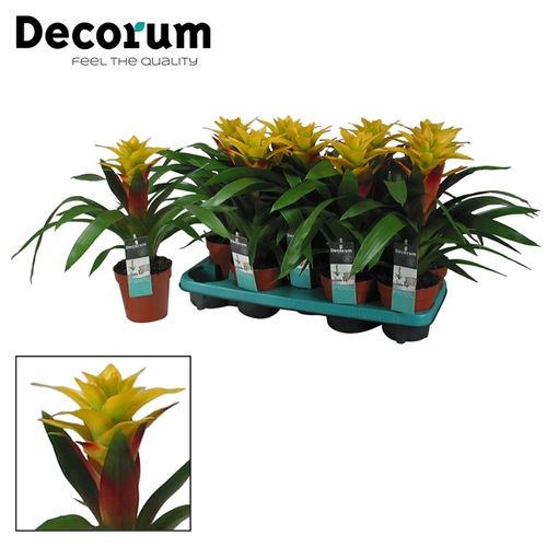 Guzmania gelb Fancy T13 H40