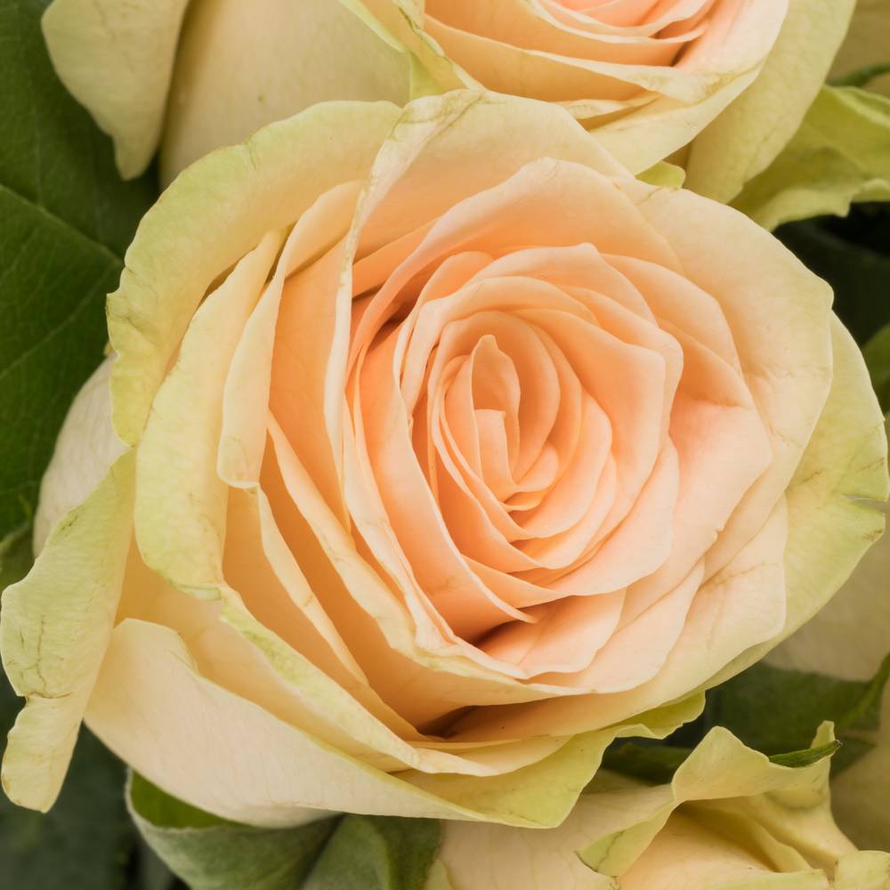 Rose Cream Dream lachs/hell grün 50cm