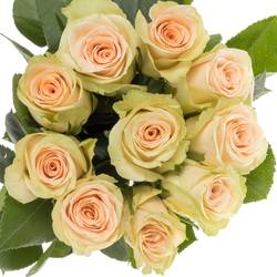 Rose Cream Dream lachs/hell grün 50cm