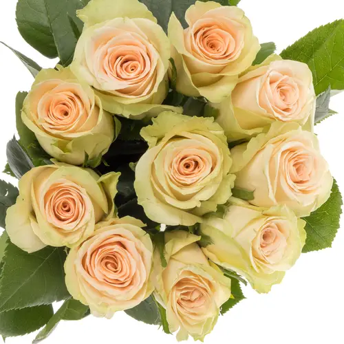 Rose Cream Dream lachs/hell grün 50cm