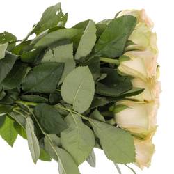 Rose Cream Dream lachs/hell grün 50cm