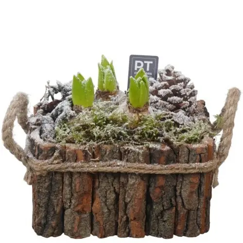 Hyac.Arr PTWH4045 weisse Bl. Winter T20 H019