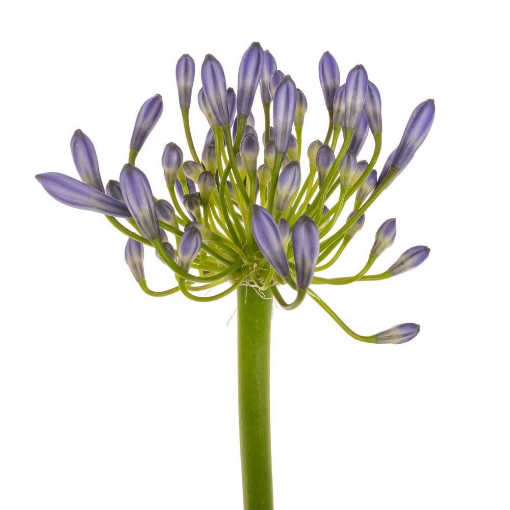 Agapanthus blau Suzan 80cm