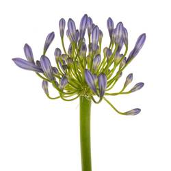 Agapanthus blau Suzan 80cm