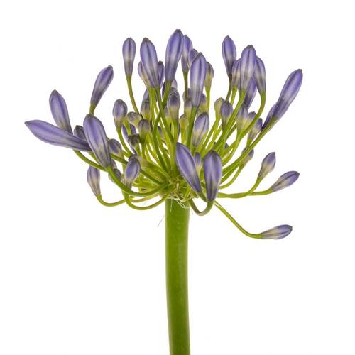 Agapanthus blau Suzan 80cm