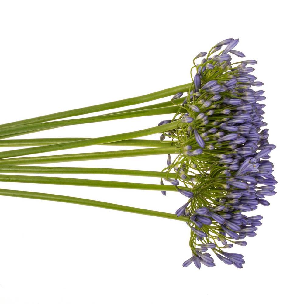 Agapanthus blau Suzan 80cm
