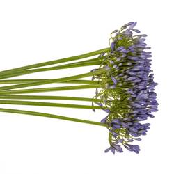 Agapanthus blau Suzan 80cm