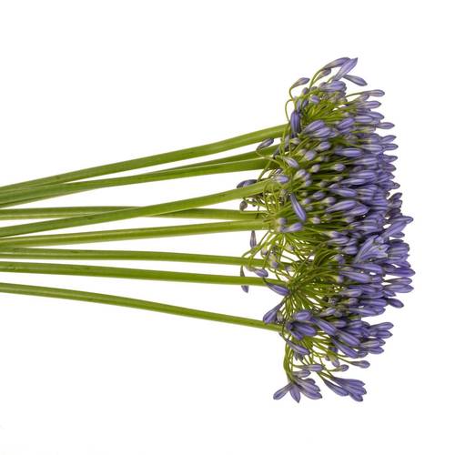 Agapanthus blau Suzan 80cm