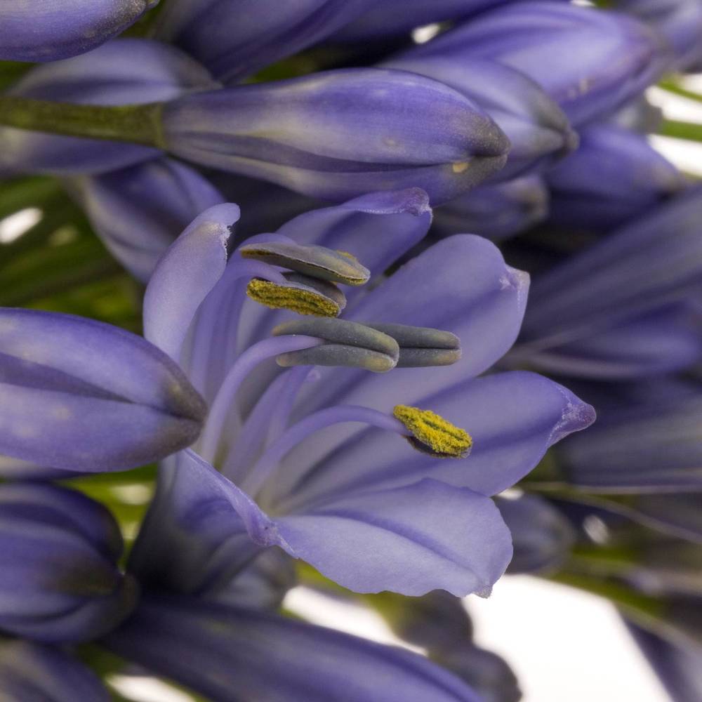 Agapanthus blau Suzan 80cm