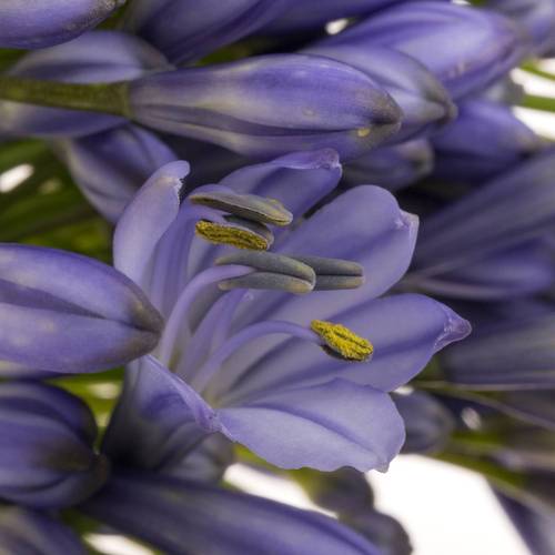 Agapanthus blau Suzan 80cm