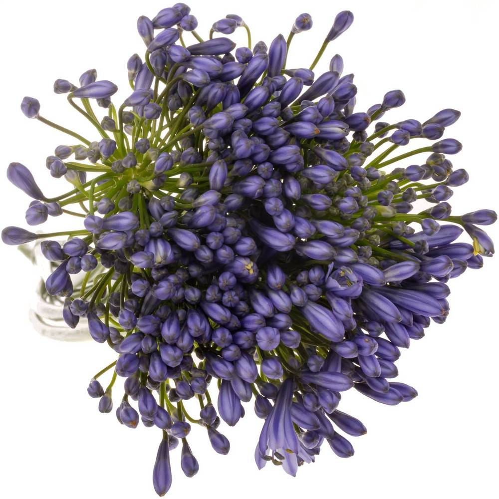 Agapanthus blau Suzan 80cm