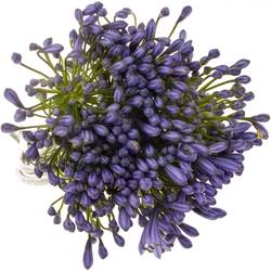 Agapanthus blau Suzan 80cm