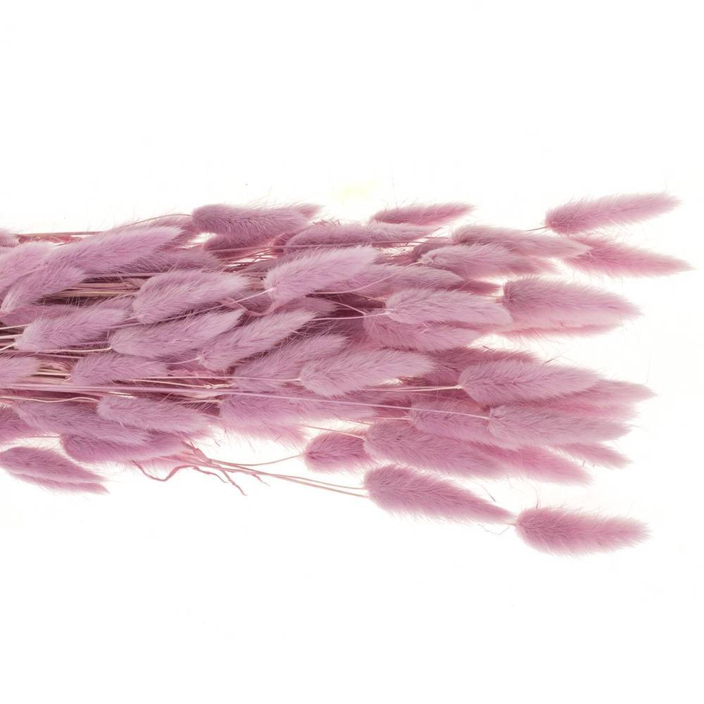 Lagurus lavender Gebleicht 70cm 100Gramm