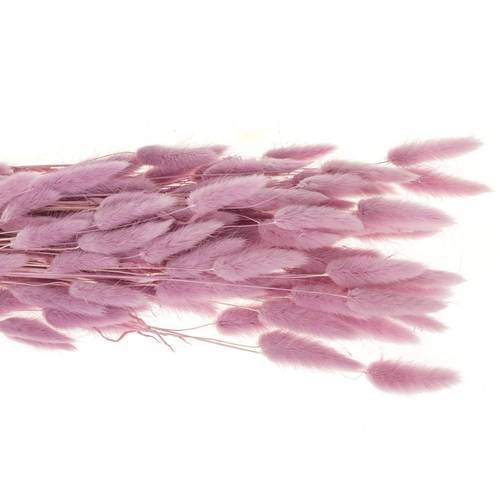 Lagurus lavender Gebleicht 70cm 100Gramm