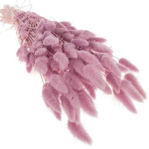 Lagurus lavender Gebleicht 70cm 100Gramm