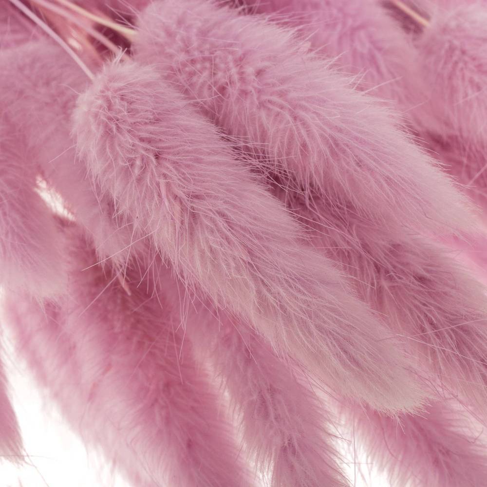 Lagurus lavender Gebleicht 70cm 100Gramm