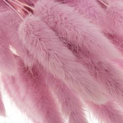 Lagurus lavender Gebleicht 70cm 100Gramm