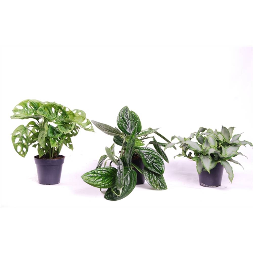 Urban Pflanzen Mix T12 H25