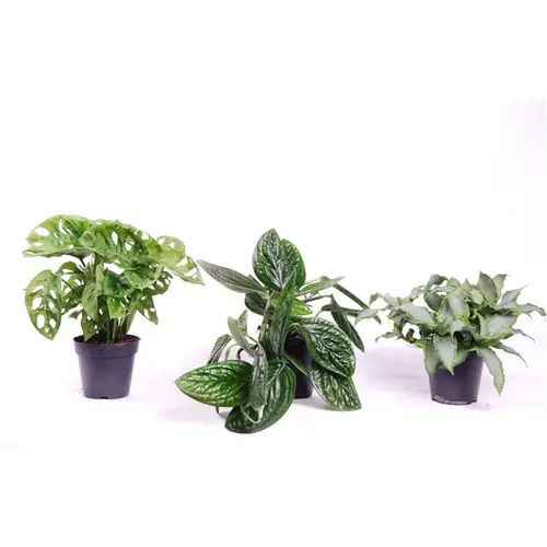 Urban Pflanzen Mix T12 H25