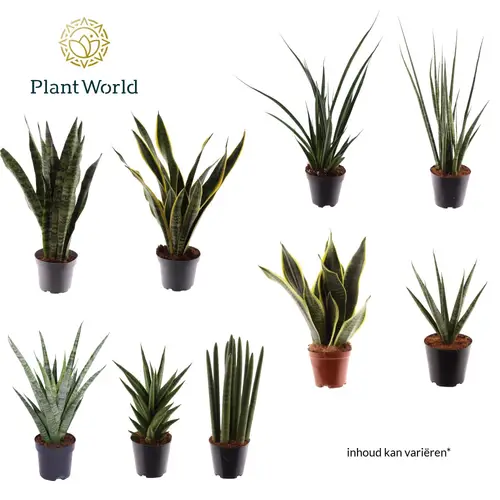 Sanseveria Mix T12 H025