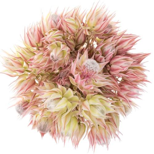 Serriria Blushing rosa 4+Blüte 60cm