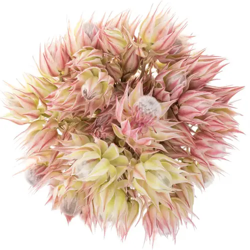Serriria Blushing rosa 4+Blüte 60cm