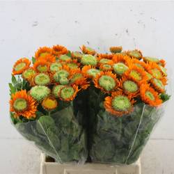 Calendula orange 45cm x25