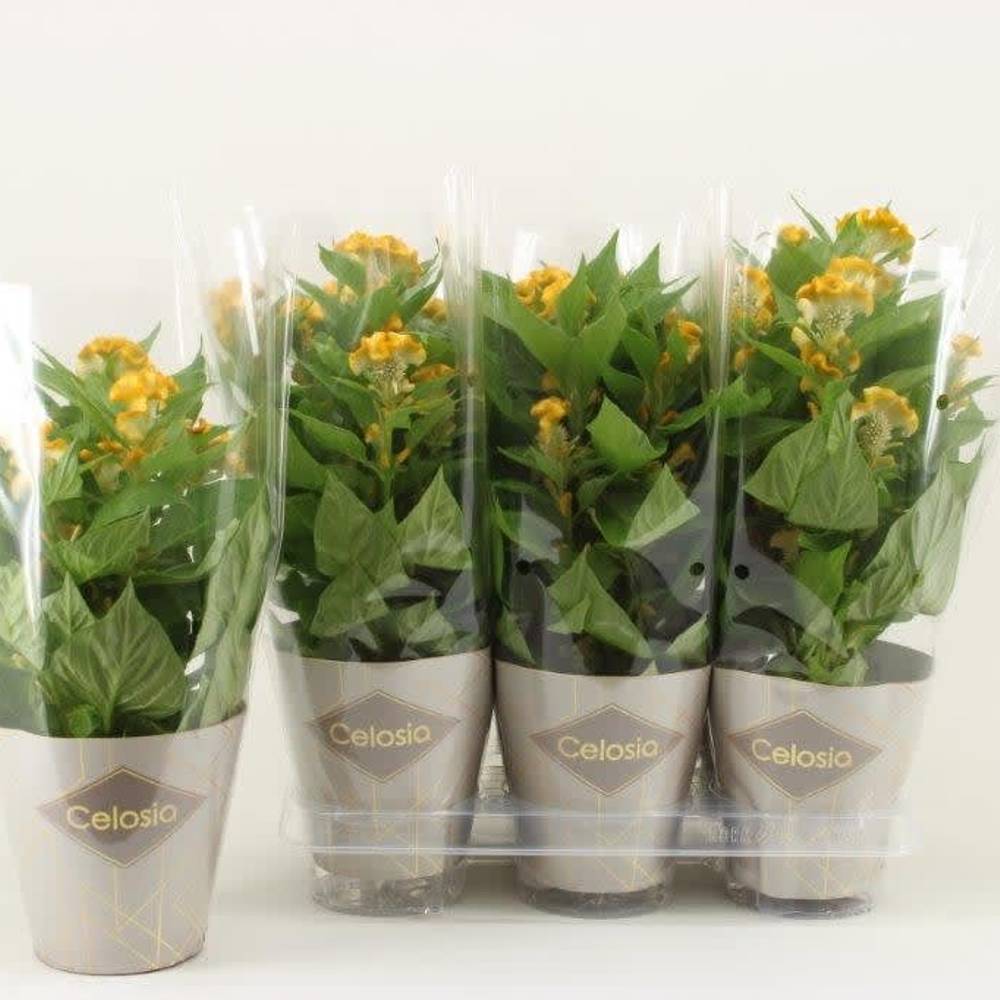 Celosia gelb Twisted T14 H045