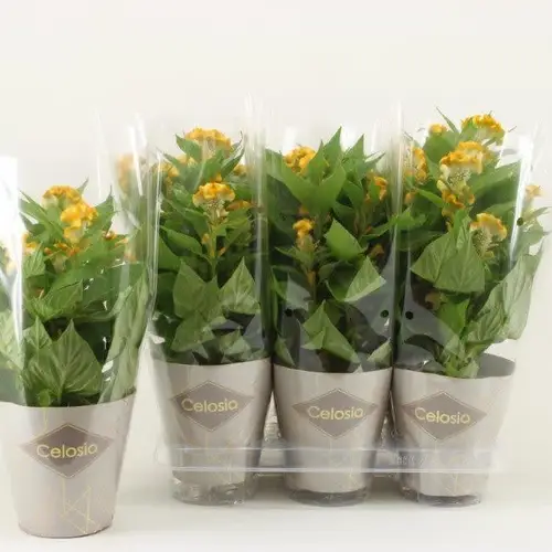 Celosia gelb Twisted T14 H045