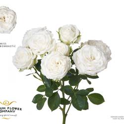 Rose verzweigt weiss Miss Bombastic 50cm