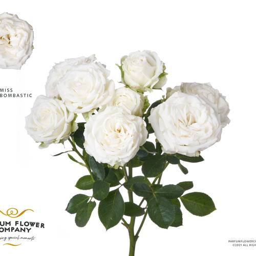 Rose verzweigt weiss Miss Bombastic 50cm