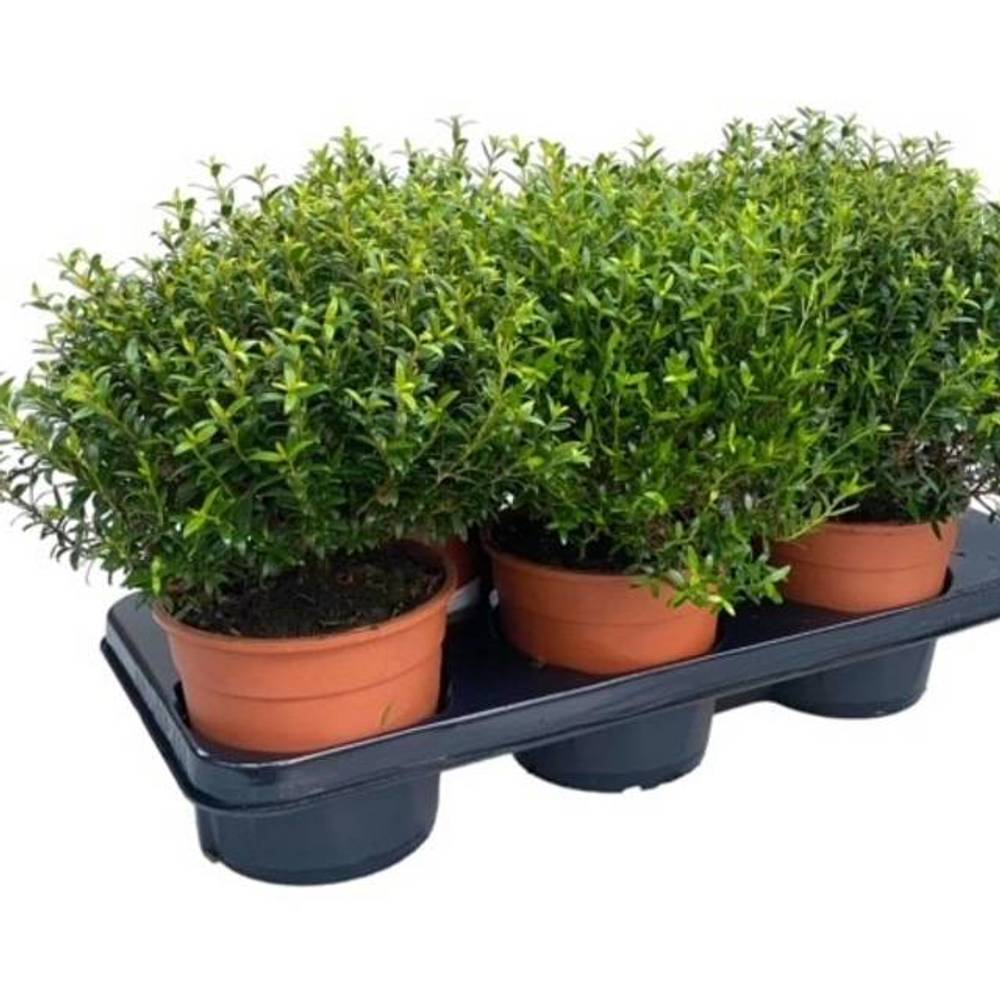 Myrthe Communis Strauch T15 H035