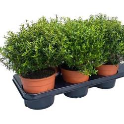 Myrthe Communis Strauch T15 H035
