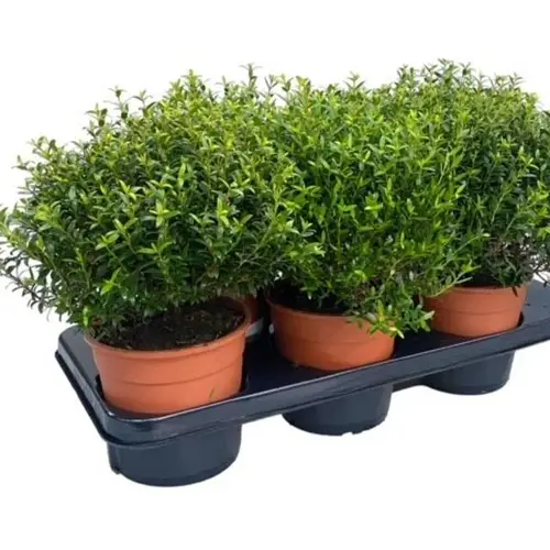Myrthe Communis Strauch T15 H035