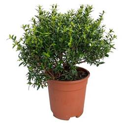 Myrthe Communis Strauch T15 H035