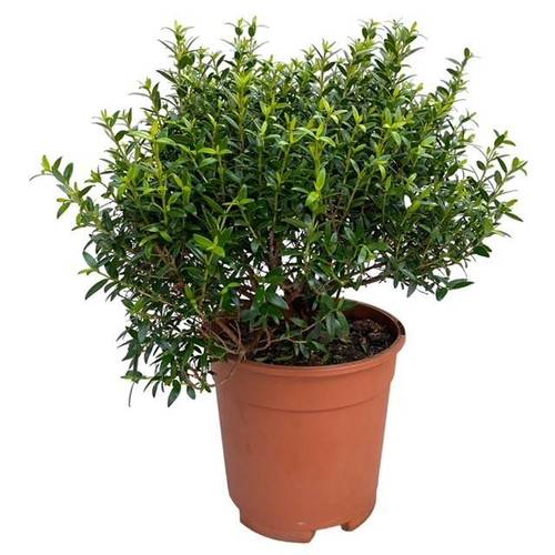 Myrthe Communis Strauch T15 H035