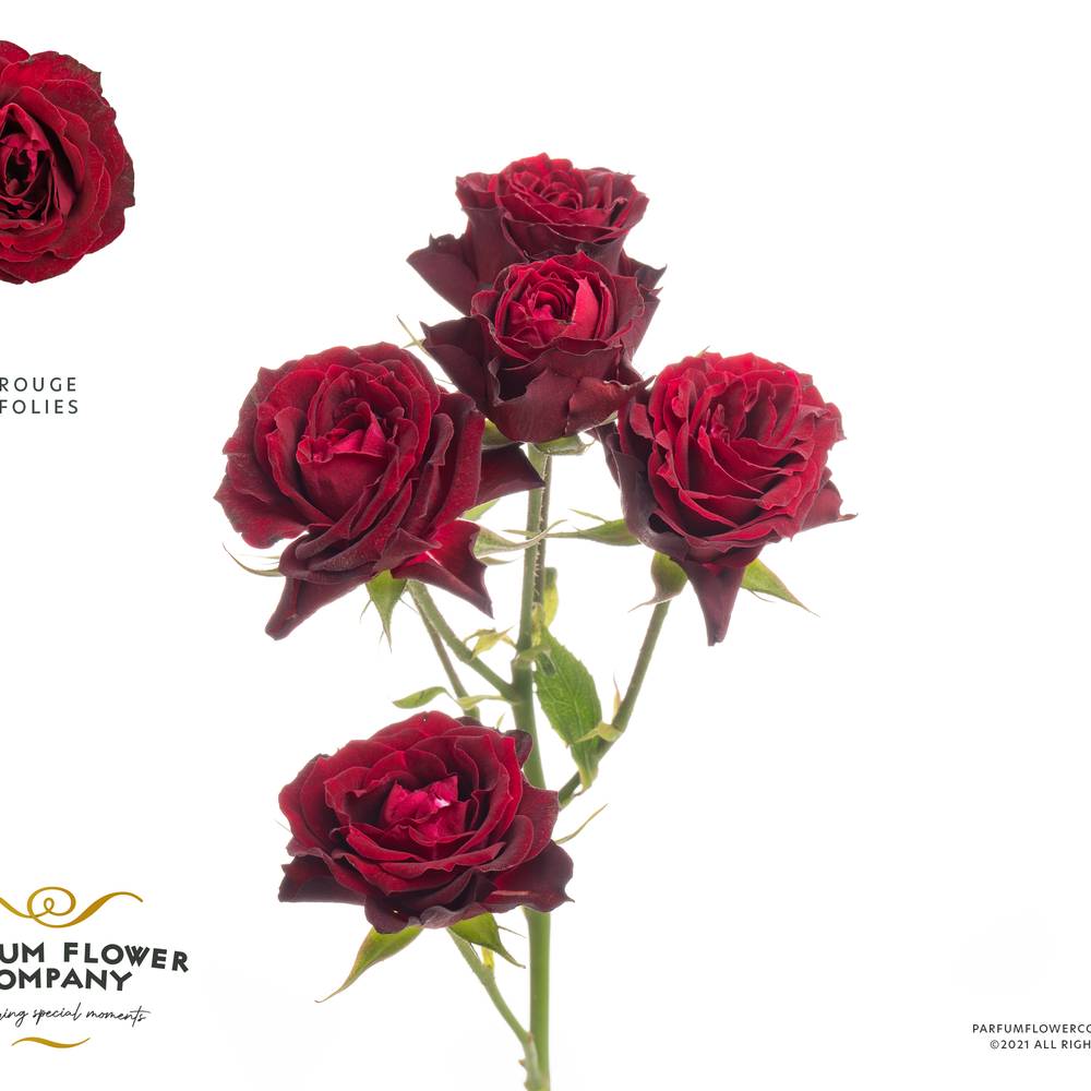 Rose verzweigt weinrot Follies 60cm