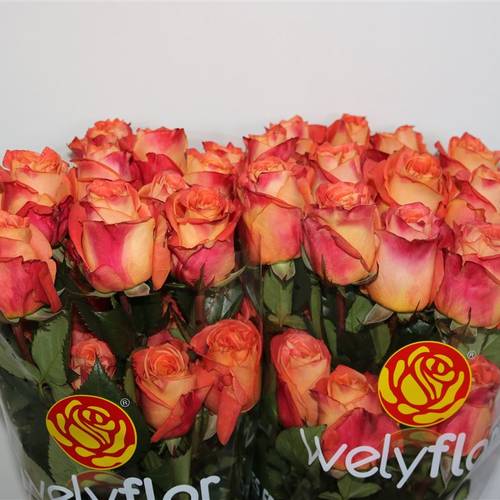 Rose orange Wild Spirit (Ec) 70cm