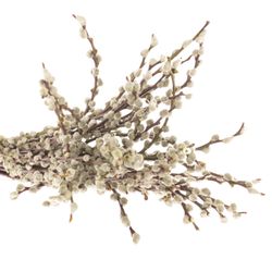 Kätzchen frisch 60cm