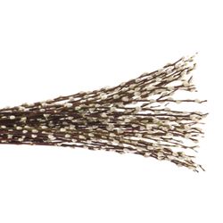 Kätzchen frisch 60cm