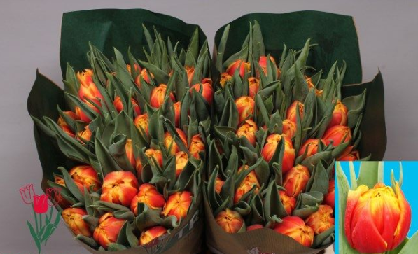 Tulpe gelb/rot doppel Dreadlock holiday 30 Gramm